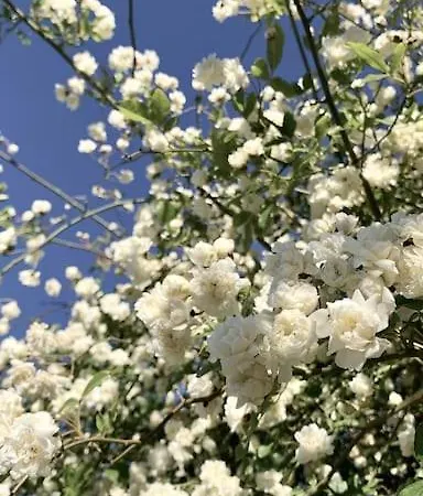 Trulli Giulivi Locorotondo
